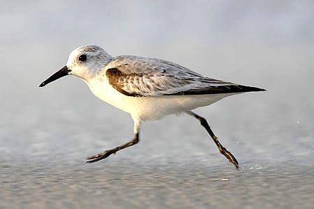 Strandlaeufer Цемпин Экстерьер фото